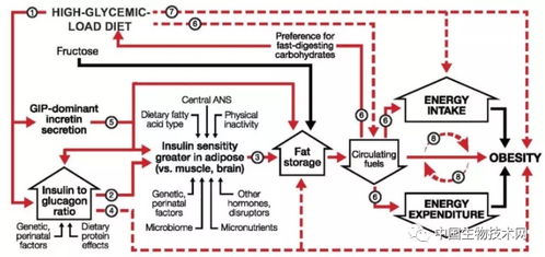 科研新發(fā)現(xiàn) 肥胖不是因為吃太多 科學(xué)家提出用 碳水化合物 胰島素模型 管理體重